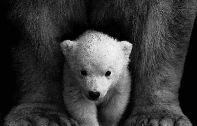 Extinción del oso polar en este siglo