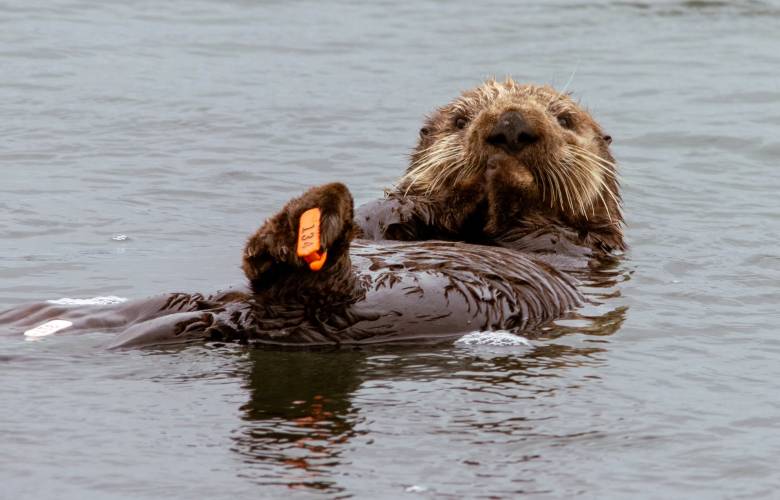 Día mundial de la Nutria