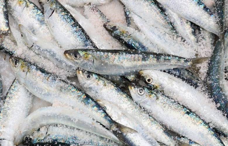 En Guerrero acusan a CFE de matar toneladas de sardinas