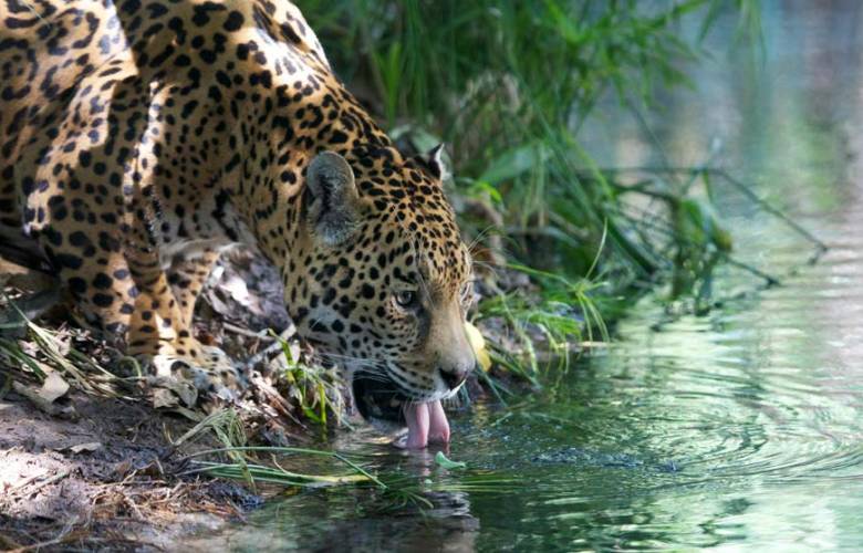 Salvar al jaguar