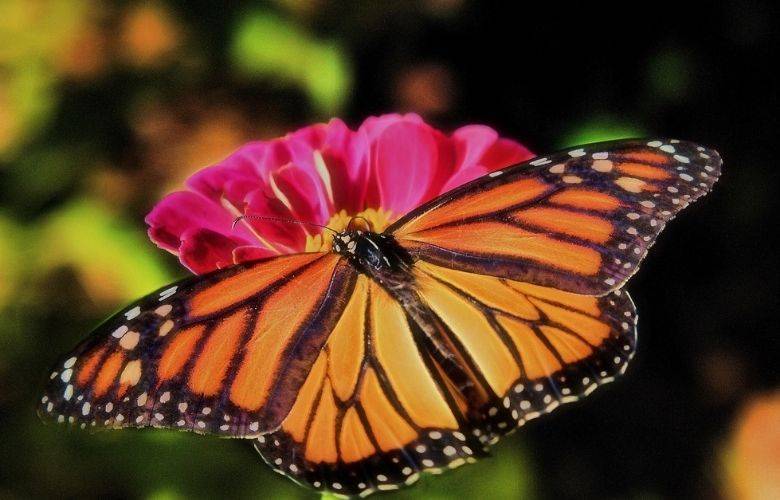 Noviembre, mes de la Mariposa Monarca